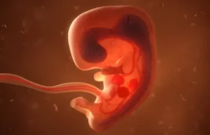 Aborto, entenda